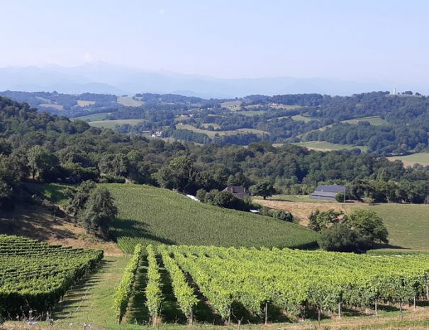 The vineyards of Jurançon